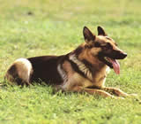 Adestramento de cães em Ponta Grossa